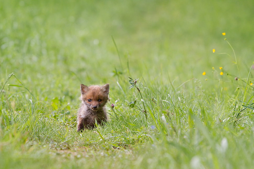 brown spitz puppy on grass field HD wallpaper