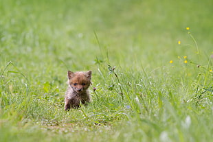 brown spitz puppy on grass field