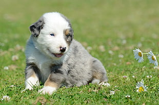 blue merle Australian Shepherd puppy siting on green grass at daytime HD wallpaper