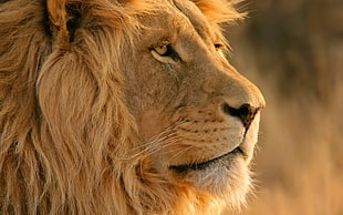 close up photo of adult lion