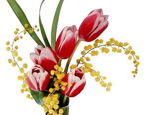 Tulips,  Colorful,  Mimosa,  Flower