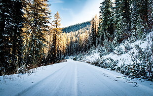 pine tree, nature, landscape, snow