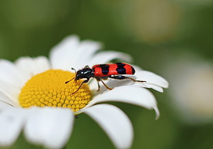 black and red striped beetle on white daisy in macro photography HD wallpaper