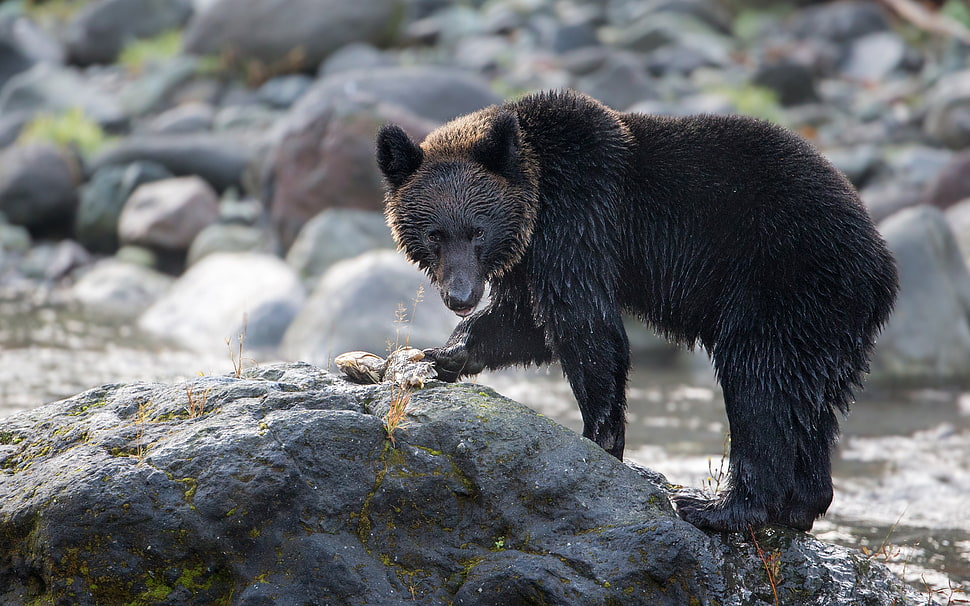 black bear on rock formation during day time HD wallpaper