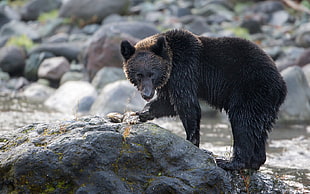 black bear on rock formation during day time