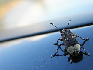 black and white bug on black surface