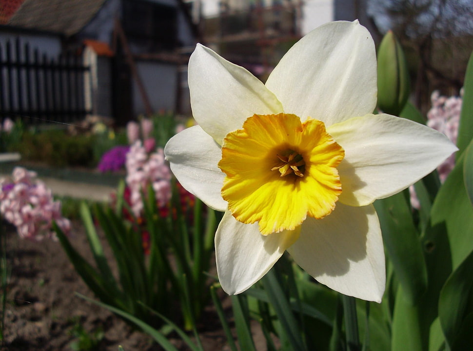 yellow and white Daffodil flower HD wallpaper