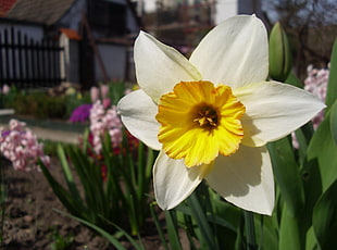 yellow and white Daffodil flower