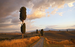 green leafed trees, landscape, sky, trees, clouds