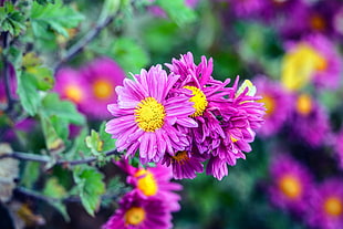 pink and yellow flowers HD wallpaper