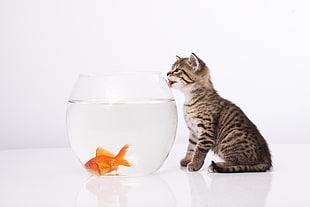 brown tabby cat near clear glass fishtank with orange oranda goldfish inside