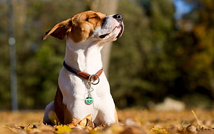 adult white and brown Jack Russell Terrier