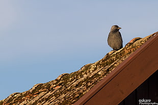brown bird on brown roof, jackdaw