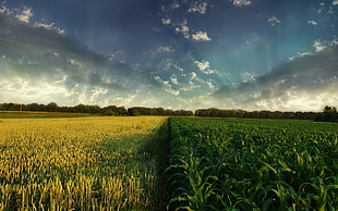 green corn plants, field, landscape, sky, clouds