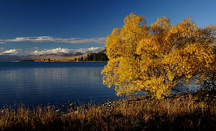 yellow leaf tree near body of water during daytime, lake tekapo