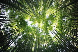 low angel photography of green leaf trees HD wallpaper