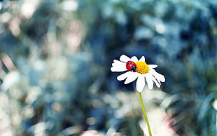 white and yellow flower, flowers, ladybugs, grass, insect