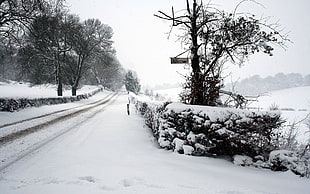 photography of snowy road with trees during daytime