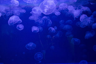 group jelly fish HD wallpaper