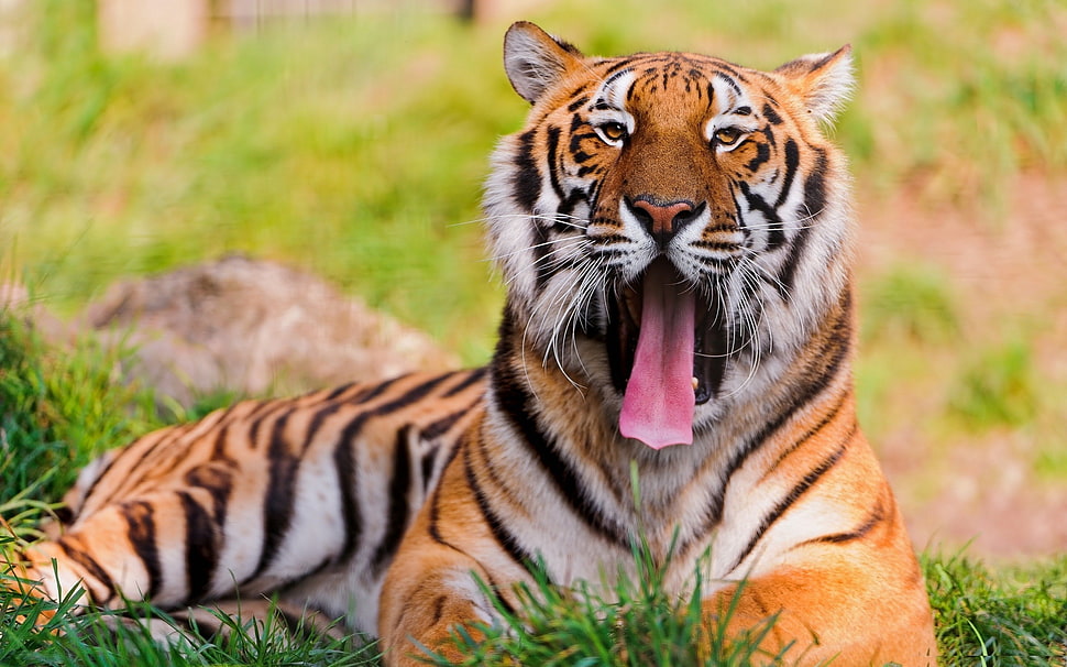 tiger near in green grass HD wallpaper