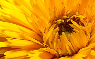 Flower,  Yellow,  Bud,  Petals HD wallpaper