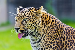 Cheetah,  Tongue,  Eyes,  Predator