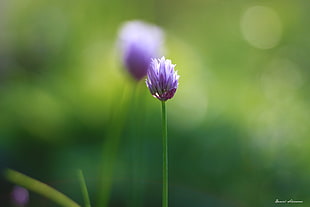 shallow focus of purple flower