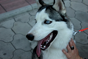 Siberian Husky with red leash sitting on grey concrete pathway