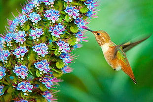 hummingbird with pink and blue-petaled flowers