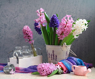Hyacinths,  Flower,  Spring,  Bucket HD wallpaper