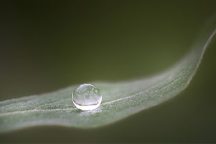 micro photography of water drop HD wallpaper