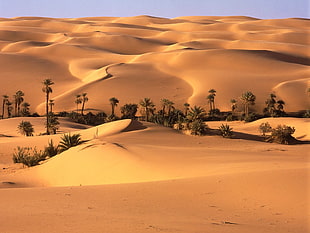 landscape photography of green trees on desert