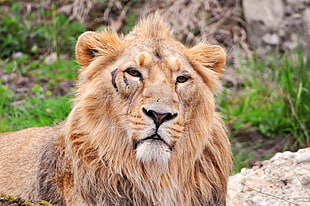 closeup photo of lion HD wallpaper