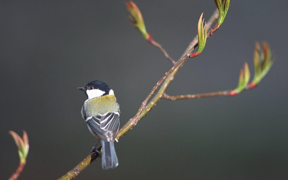 gray and white bird HD wallpaper