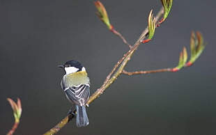 gray and white bird