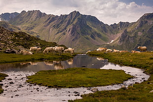 moutain and sheep during daytime, cows, lac, lac