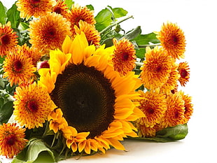 Sunflower bouquet HD wallpaper