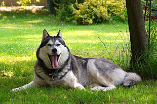white and black Siberian Husky laying on green grass besides tree
