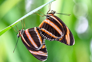 two black-and-brown butterflies on selective focus photography, striped