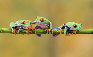 three green frogs on green branch