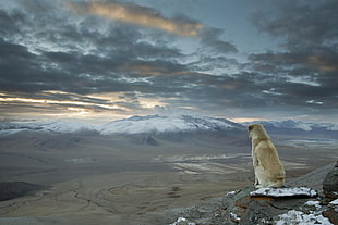 adult yellow Labrador retriever, dog, nature, mountains, animals HD wallpaper
