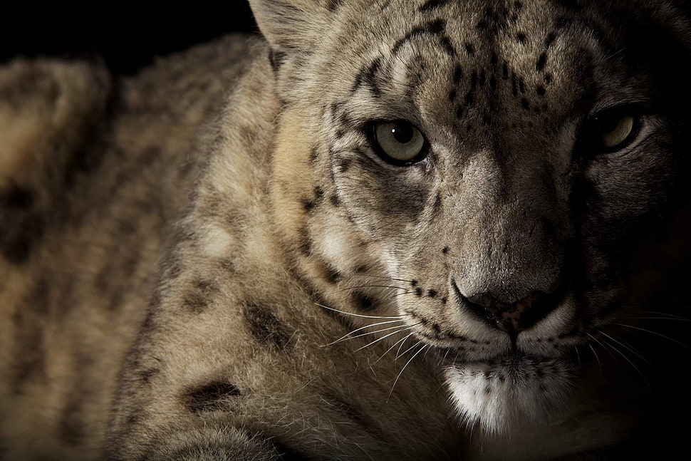 grey tiger HD wallpaper