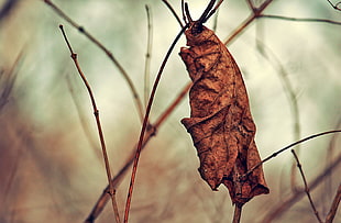 selective focus photography of brown withered leaf on twig