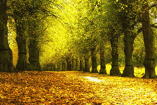 green leaf trees HD wallpaper