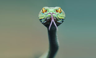 selective focus photo of green viper