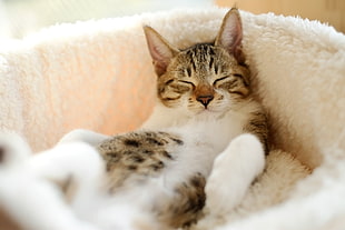 cat laying of white pet mattress