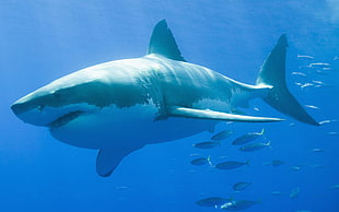 great white shark HD wallpaper