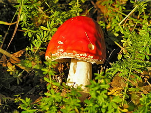 red and white mushroom HD wallpaper