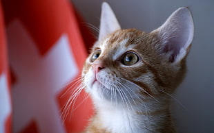 orange tabby kitten in selective focus photography