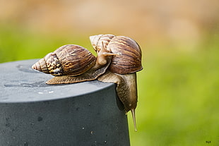 two snails crawling down on gray hard surface